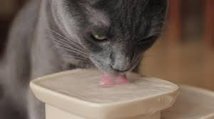 If your cat starts to drink a lot of water it is important to take notice. How To Get A Cat To Drink Water 10 Effective Tips