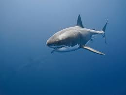A list of countries in which shark attacks are recorded. Sharks Bite 3 On Southeast Beaches But Overall Attacks Not Rising Al Com