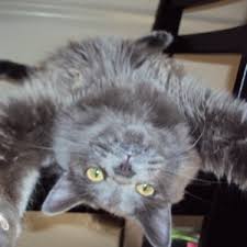 The maine coon cat looks like a mythical creature from a fairytale. Russian Blue Mix Photos Thriftyfun