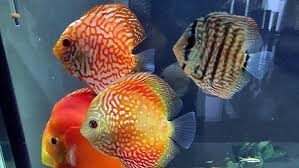 Maybe you would like to learn more about one of these? Tips Merawat Ikan Discus Bagi Pemula Merahputih