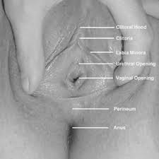 Sexual stimulation is any stimulus (including bodily contact) that leads to, enhances and maintains sexual arousal, and may lead to orgasm. Pdf Clitorally Stimulated Orgasms Are Associated With Better Control Of Sexual Desire And Not Associated With Depression Or Anxiety Compared With Vaginally Stimulated Orgasms