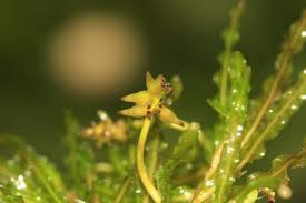 Image result for Potamogeton crispus