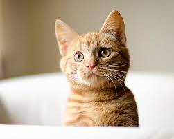 You probably found your photographer by reading online reviews, so paying it forward by letting everyone know how much you appreciate their work is a great gift. Five Things You Need To Know Before Starting A Pet Photography Business