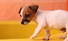 Jack Russell Terrier Bakimi Ve Ozellikleri Vetart