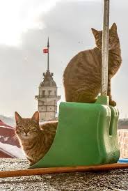 Istanbul Dan Yasar Koc Istanbul