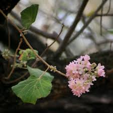 Image result for Malvaceae: Byttnerioideae, Helicteroideae