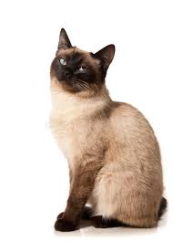 200+ vektoren, stockfotos und psd. Siamesische Katze Stockbild Bild Von Tiere Kitten Pelz 13216913