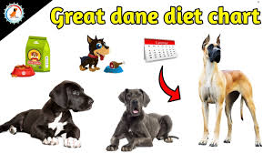 Great Dane Diet Chart In Hindi Great Dane Diet Plan