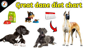 great dane diet chart in hindi great dane diet plan