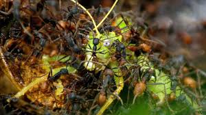 The texas imported fire ant research and. Army Ants Rampage Through The Forest The Hunt Bbc Earth Youtube