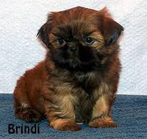 By visiting our category beagle in nevada. Shih Tzu Puppies For Sale Past Shih Tzu Puppies In Minnesota Shih Tzu Breeder By Midwest Chicago Area Shih Tzu Puppy Breeder