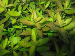 Image result for Hygrophila cataractae