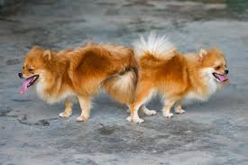People easing into their golden years will enjoy th. How To Get Dogs Unstuck After Mating 2 Proven Methods Pet Keen