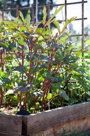 Pepper plant fibrous roots generally reach down about 8 inches; Homegrown Okra Plants A Bit Of Louisiana By Way Of L A Los Angeles Times