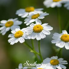 Image result for Feverfew