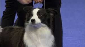 Exhibitor And Breeder Of The Border Collie Dog In Australia Description From Border Collie Collie National Dog Show