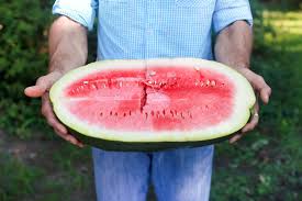 Saving The Sweetest Watermelon The South Has Ever Known