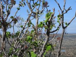 Image result for Tetradenia tanganyikae