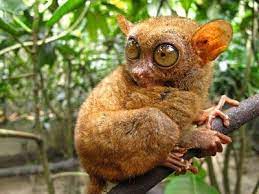Philippinetarsiers A Little Creepy But So Cute Animals Scary Animals Tarsier