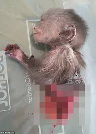 They have to have a lot of. Adult Monkeys Are Seen Feasting On A 10 Day Old Infant From Their Group Daily Mail Online
