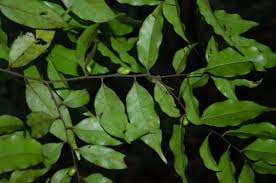 Image result for Diospyros abyssinica