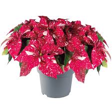 Image result for Euphorbia pulcherrima