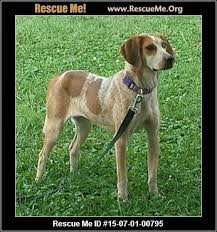 Black And Tan Coonhound Rescue Texas Bluetick Coonhound Rescue Virginia Bluetick Coonhound Coonhound Rescue
