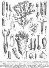 Image result for Penaeaceae