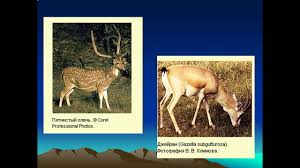 готовый проект красная книга или возьмем под защиту 2 класс Prezentaciya Krasnaya Kniga 2 Klass Okruzhayushij Mir Youtube