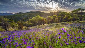 Purple is an extremely popular flower color, with favorites including lavender and aster. Wallpaper Nature Landscape Trees Plants Flowers Clouds Sky Sun Purple Flower Mountains Australia 1920x1080 Epicsneak 1812925 Hd Wallpapers Wallhere