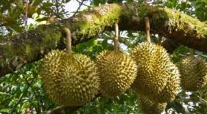 دورين) ialah buah daripada beberapa spesies pokok dalam genus durio (pokok durian) yang menghasilkan buah beraroma kuat yang boleh dimakan. Supaya Cepat Berbuah Ikuti Cara Mencangkok Pohon Durian Yang Benar Ini Star Farm International