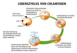 Chlamydia trachomatis ist verantwortlich für Gefahrliche Chlamydien A Vogel