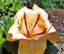 Image result for Solandra