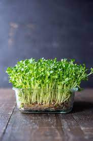 How to grow or make fenugreek sprouts and its benefits / how to sprout fenugreek. How To Grow Microgreens Feasting At Home