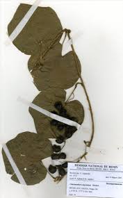 Image result for Chasmanthera dependens