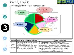 Posttranslational modification (ptm) of proteins, being one of the later stages in protein biosynthesis, refers to the reversible or irreversible chemical changes proteins may undergo after translation. Post Translational Modifications Ppt Download