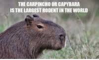Mate is served with a metal straw from a shared hollow calabash gourd. The Carpincho Or Capybara Is The Largestrodent In Theworld Capybara Meme On Me Me