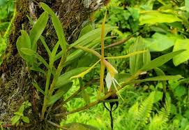 Image result for Chaseella pseudohydra