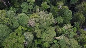 You can help by adding missing info. Forest Canopy From Above Aerial Stock Footage Video 100 Royalty Free 29093113 Shutterstock