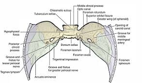 Easy Notes On Middle Cranial Fossa Learn In Just 3 Minutes Earth S Lab