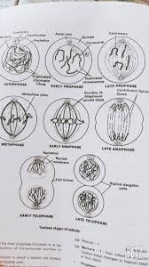 Mitosis occurs in many different types of cells in the animal body but in plants, it is seen in the meristem cells. Phases Of Mitosis In Plant And Animal Cells Brainly In