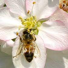 Learn the basics of beekeeping and whether it's right for you with our beekeeping 101. Pdf An Assessment Of Non Apis Bees As Fruit And Vegetable Crop Pollinators In Southwest Virginia
