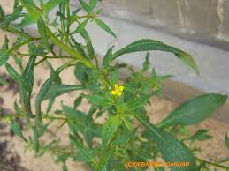 Image result for Sesuvium hydaspicum