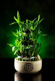Las plantas de bambú son muy apreciadas en asia y oriente medio, donde crecen en éstado salvaje durante siglos con sus características cañas de bambú. Por Que Decorar Espacios Con Bambu De La Suerte Y Como Elegirla