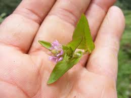 Image result for Persicaria nepalensis