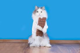 Basil can be a staple in your rabbit's diet! Can Cats Eat Chocolate 2 Fatal Components Revealed