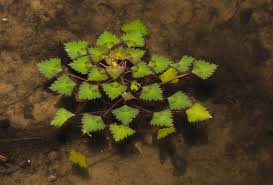 Image result for Trapa natans