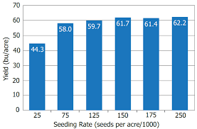 soybean seeding rate