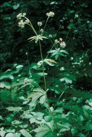 Image result for Sanicula