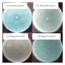 Image result for Ozoroa reticulata